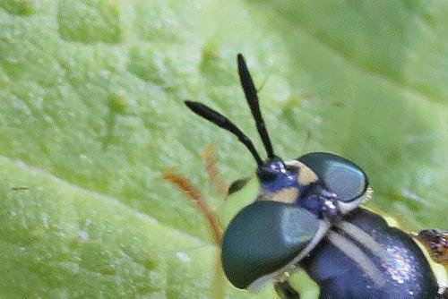 Chrysotoxum verralli